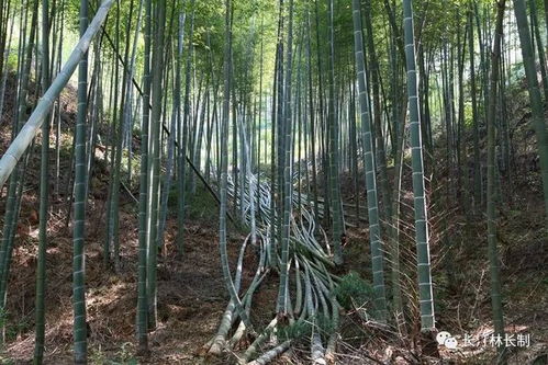 让竹林成为美丽乡村的一道风景线——长汀县成立竹业发展协会推动竹制品加工产业化