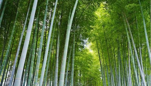 竹韵桥镇 以竹为媒，编织乡村振兴新篇章